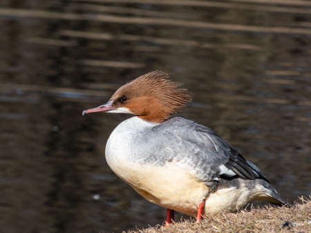Close-up shot of the Female of goosander (common merganser) (Mergus merganser) standing on the bank of a lake in bright sunlight with water in background. Detailed view of a birdの写真素材