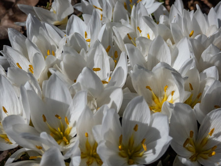 Close-up shot of the spring-flowering plant (Colchicum szovitsii) with white flowers in full bloom...