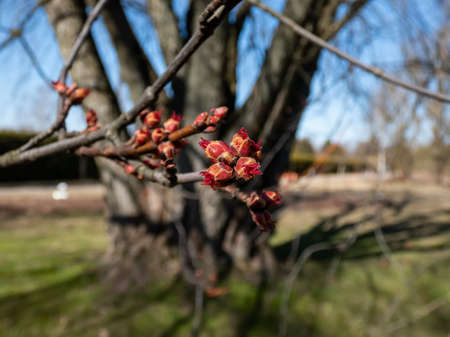 Macro shot of red female flower buds of Silver maple or creek maple (Acer saccharinum) in the park in early spring. One of the most common trees in the United States.の写真素材
