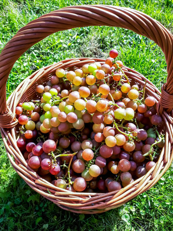 Homegrown clusters of ripe colorful grapes from the garden in the basket on the ground in bright sunlight. Tasty backgroundの写真素材