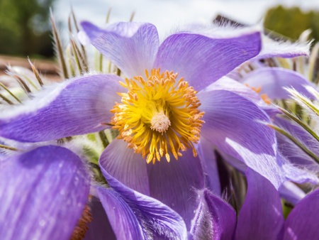 Macro shot of Bell-shaped, purple flower of Eastern pasqueflower or cutleaf anemone (Pulsatilla...