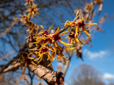 Close-up shot of the hybrid witch hazel (hamamelis x intermedia) flowering with yellow and orange twisted petals on bare stems in early spring. Hybrid between H.japonica and H.mollis.の写真素材