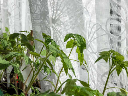 Macro shot of green tomato plant seedlings growing in pots on the window sill in bright sunlight. Vegetable seedlings in pots. Indoor gardening and germinating seedlingsの写真素材