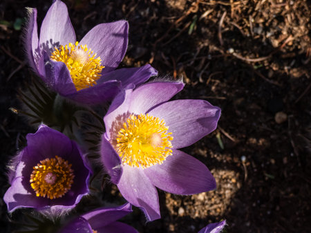 Macro shot of Bell-shaped, purple flowers of Eastern pasqueflower or cutleaf anemone (Pulsatilla...