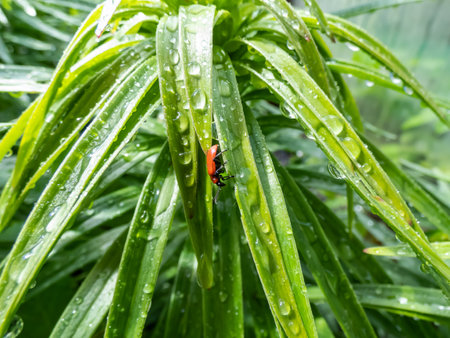 Macro shot of adult scarlet lily beetle (Lilioceris lilii) sitting on a green lily plant leaf blade covered with water droplets in garden after rain in sunlightの写真素材