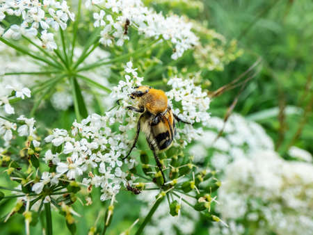 Beautiful closeup shot of the Eurasian bee beetle (Trichius fasciatus) on plant with white flowers in summer. Head and pronotum are black, the elytra are yellowish, crossed by a few black bandsの写真素材
