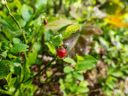 Macro of beautiful pink urn shaped flower of European blueberry or bilberry plant (Vaccinium myrtillus) before bearing fruits among green leaves in forestの写真素材