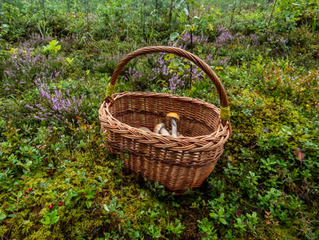 Wooden basket on the ground with edible mushrooms - russula rosea, chanterelles, boletus among forest vegetation, moss, blueberries, lingonberry, heather. Mushroom picking traditionの写真素材