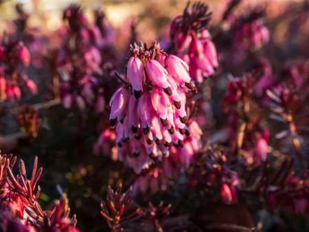 Close-up shot of spreading, low-growing, evergreen Winter heath (erica herbacea) 'Rosea' with racemes or panicles of small, bell-shaped or tubular pink flowers in early springの素材 [FY310184598996]