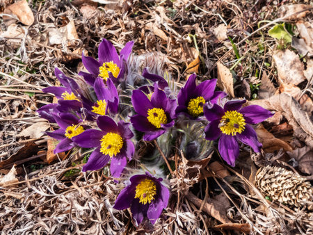 Closeup shot of beautiful group of purple spring flowers Pasqueflower (Pulsatilla x gayeri Simonk.)...