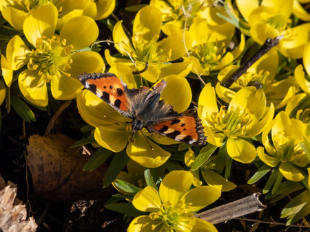 Close-up shot of the small tortoiseshell butterfly (Aglais urticae) with damaged wings on yellow flower blooms early in springの写真素材