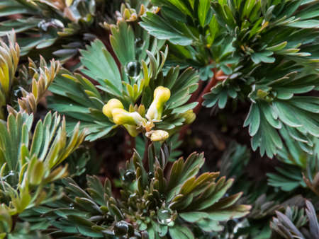 Tiny flower buds of early spring herbaceous plant Dutchman's britches or Dutchman's breeches (Dicentra cucullaria) in early springの写真素材