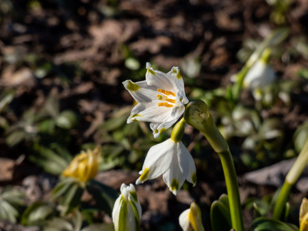 The spring snowflakes - Leucojum vernum - single white flowers with greenish marks near the tip of...