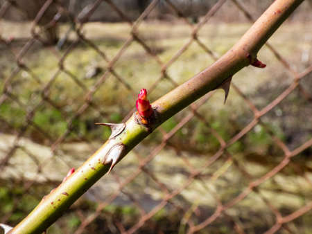 Macro shot of tender, young pink leaf bud opening in small leaves of rose plant appearing in early spring after winter. Springtime and plant awakeningの写真素材
