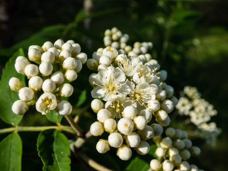 Close-up shot of white flowers of the rowan or mountain-ash (Sorbus aucuparia) blooming in bright sunlight in spring with blurred green bacgroundの写真素材