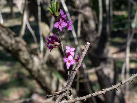 Macro shot of Four-lobed pink and light purple strongly scented flowers of toxic shrub Mezereon or February daphne  (Daphne mezereum) in early spring on bare stems with some green leaves appearingの写真素材