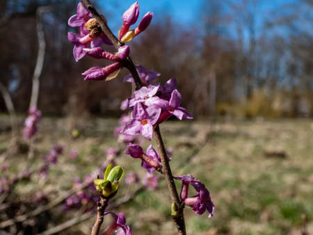 Macro shot of Four-lobed pink and light purple strongly scented flowers of toxic shrub Mezereon or February daphne  (Daphne mezereum) in early spring on bare stems with some green leaves appearingの写真素材