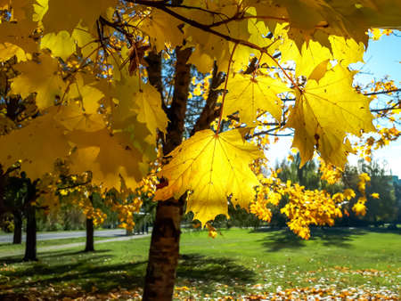 View of maple tree branch with bright yellow leaves with park, green lawn and blue sky in background in bright sunlight. Autumn landscapeの写真素材