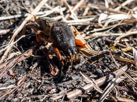 Close-up shot of the European mole cricket (Gryllotalpa gryllotalpa) above ground in bright sunlight...