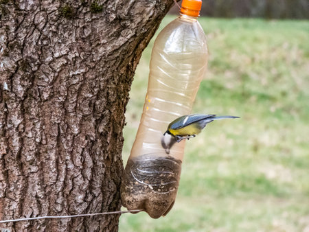Great tit (Parus major) visiting bird feeder made from reused plastic bottle full with grains. Great tit sitting on the side of the bottle feeder with head insideの写真素材