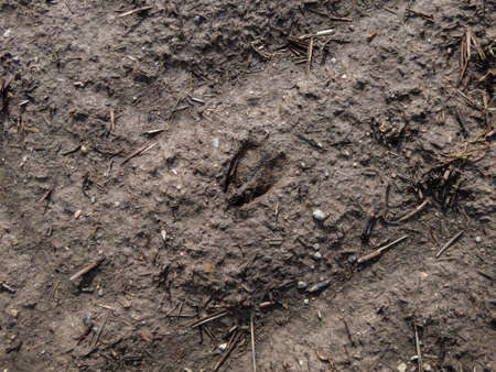 Close-up of footprints of roe deer (Capreolus capreolus) in deep and wet mud in the ground. Tracks of animals on a walking trail in the countryside in bright sunlightの写真素材