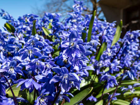 Macro shot of a group of small, blue spring flowers - Siberian squill or wood squill (Scilla caucasica) variety 'Indra' growing and blooming in the garden in sunlight in early springの写真素材