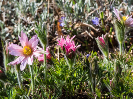 Close-up shot of beautiful pink Pasqueflower (Pulsatilla vulgaris) with yellow center surrounded...