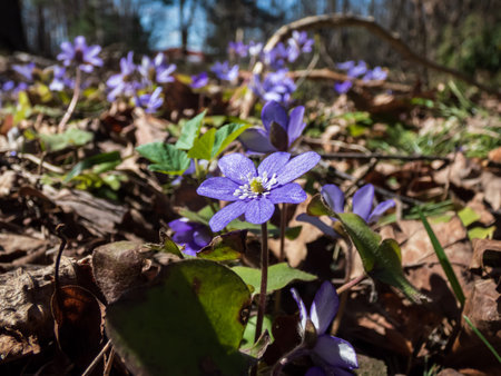 Macro shot of the Common hepatica (Anemone hepatica or Hepatica nobilis) blooming with purple...