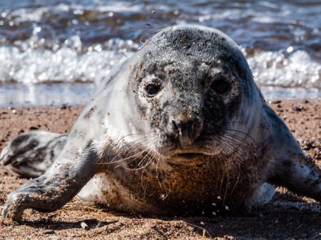 The grey seal pup (Halichoerus grypus) with a soft, grey silky fur with dark spots crawling on the yellow sand in bright sunlight on the beach of the Baltic seaの写真素材
