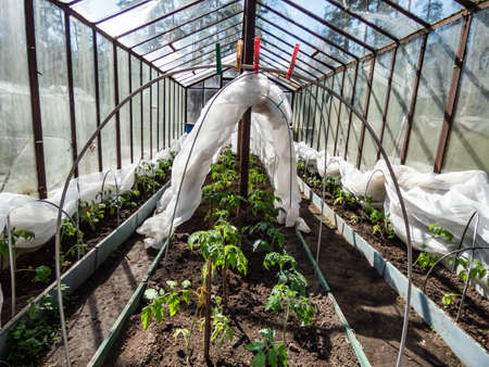 Glass greenhouse with small tomato plant seedlings growing in a wet soil covered with white agrofilm to protect plants from cold and frost in a bright sunlight. Gardening and concept of growing foodの写真素材