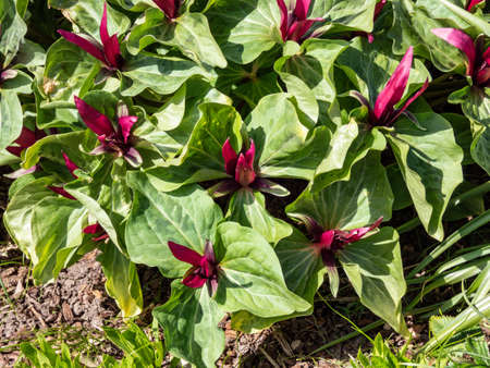 Close-up shot of the Giant wake-robin or giant trillium, wakerobin or common trillium (Trillium chloropetalum) with a whorl of three leaves and a single reddish-purple flower with 3 sepals and petalsの写真素材