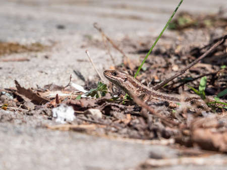 Detailed close-up of the Viviparous lizard or common lizard (Zootoca vivipara) on the ground near garden vegetation in bright sunlight shot from the side and ground levelの写真素材
