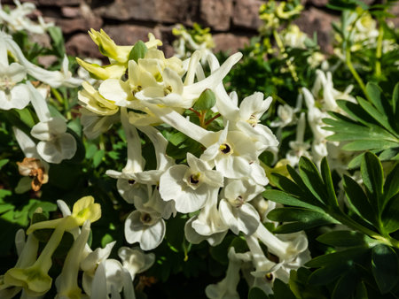 Close-up shot of the Corydalis vittae 'Goliath' with racemes of spurred, tubular, white flowers...
