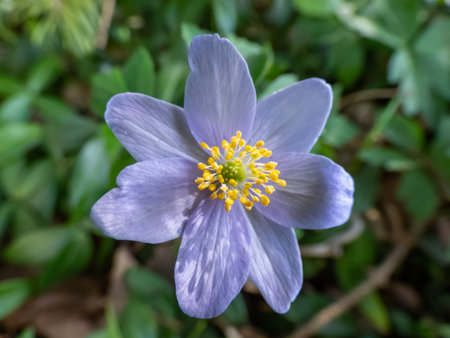 Single spring wood anemone - Anemone nemorosa Allenii - large wonderful lavender-blue or silvery...