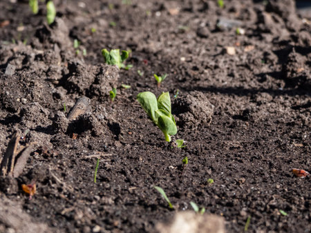 Close-up shot of a small Sweet green pea (pisum) sprouts or seedlings growing in a soil in a...