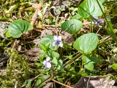 Delicate white and lilac flower Alpine marsh violet (Viola palustris) with dark purple lines on the...