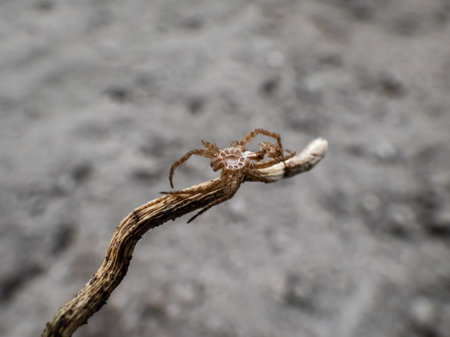 Close-up shot of detailed shed exuviae of the exoskeleton of the small spider with blurred background. Life cycle of a spiderの写真素材