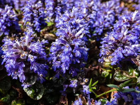Beautiful purple floral background. Macro shot of ground cover pyramidal bugle (Ajuga pyramidalis) 'Purple Crispa' with the pale blue-violet, spiked inflorescence blooms in bright sunlightの写真素材