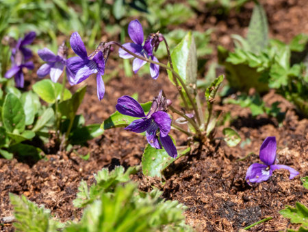 Macro shot of purple flowers of swamp violet (Viola uliginosa) flowering in the garden among green...