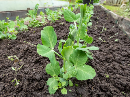 Close-up shot of a small Sweet green pea (pisum) sprouts or seedlings growing in a soil in a...