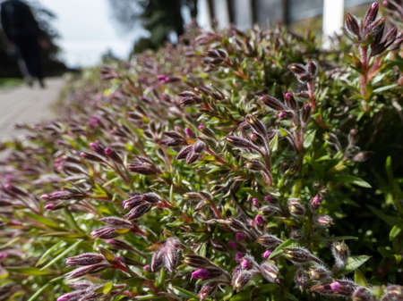 Close-up shot of pink creeping phlox (Phlox subulata x douglasii) 'Zwergenteppich' flower buds in sunlight in springの写真素材