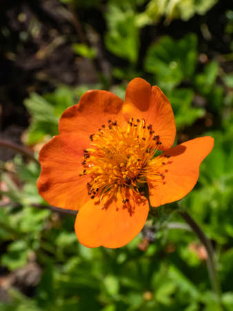 Macro shot of the Geum heldrichii flowering with saucer-shaped, bright orange flowers in loose clusters in bright sunlight in springの写真素材