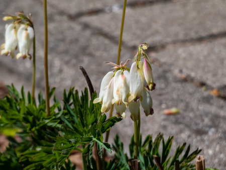 Macro shot of delicate, dangling creamy white, heart-shaped flowers of the fern-leaf bleeding heart plant cultivar - Dicentra formosa 'Aurora' in bright sunlightの写真素材