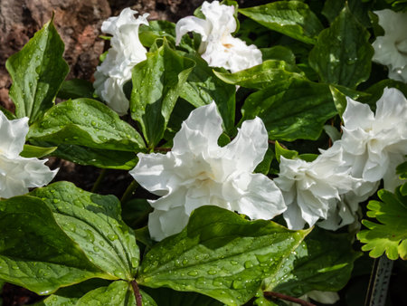 American wake-robin (Trillium grandiflorum) 'Snow bunting' flowering with solitary, brilliant-white, fully double flowers in the garden in summer after rainの写真素材
