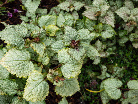 Spotted dead-nettle (Lamium maculatum). Low-growing, carpet of heart-shaped, silvery green leaves adorned with thin green margins in summerの写真素材
