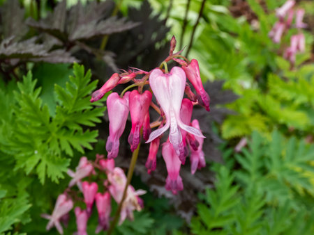 Macro shot of the opened and long shaped cluster of pink flowers of flowering plant wild or fringed bleeding-heart, turkey-corn (Dicentra eximia) with oddly shaped flowers in the gardenの写真素材