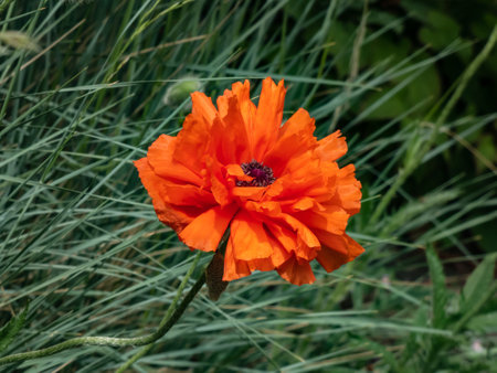 Close-up shot of the Oriental poppy (Papaver orientale) 'Olympia' flowering with orange flower in the garden bed in summerの写真素材