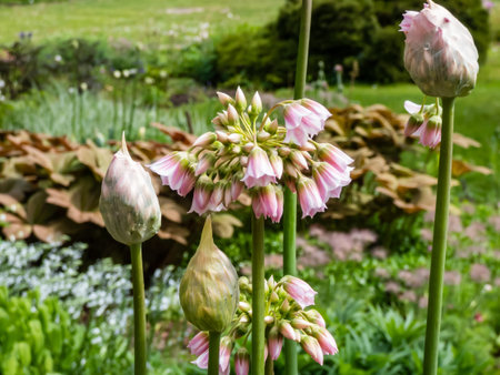Macro shot of pale rose-pink flowers of Allium tripedale with star-shaped or bell-shaped flowers in...