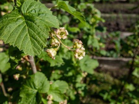 Macro shot of blooming yellow-green flowers of the blackcurrant (Ribes nigrum) on a branch of a blackcurrant plant in spring. Growing fruits in backyard gardenの写真素材