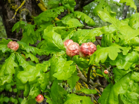 Young gall of gall wasp (Biorhiza pallida) on English oak (Quercus robur). Formed after the wasp lays eggs inside leaf buds and the plant tissues swell as the larvae of the gall wasp develop insideの写真素材